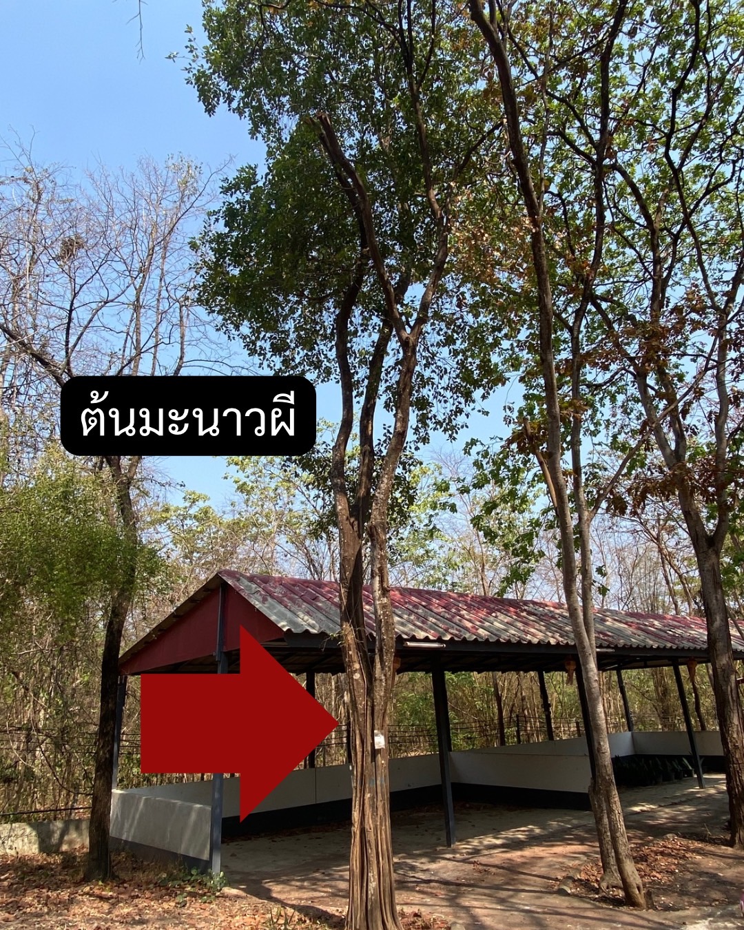 ต้นมะนาวผี Atalantia monophylla DC