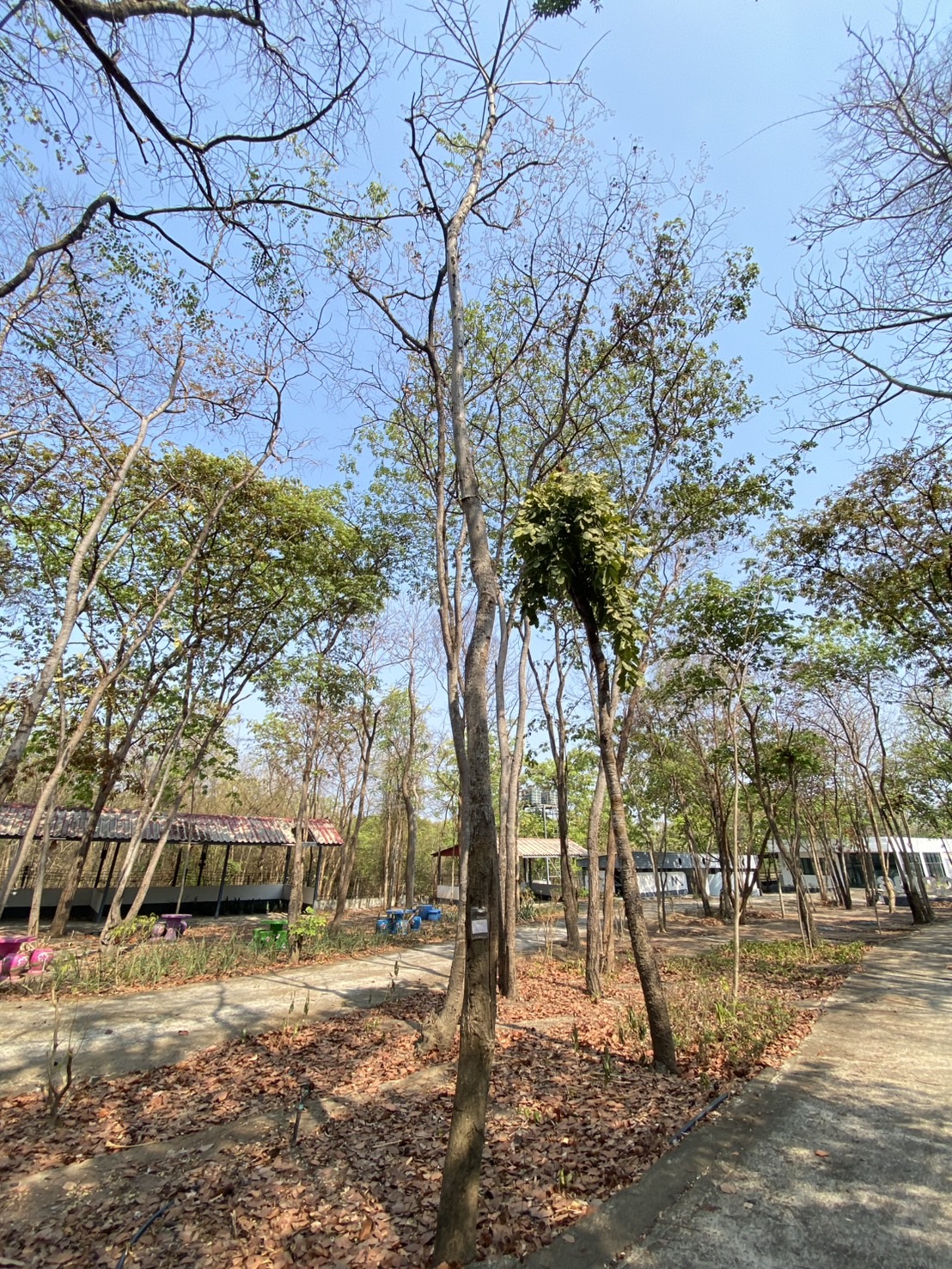 ต้นงิ้วป่า Bombax anceps Pierre