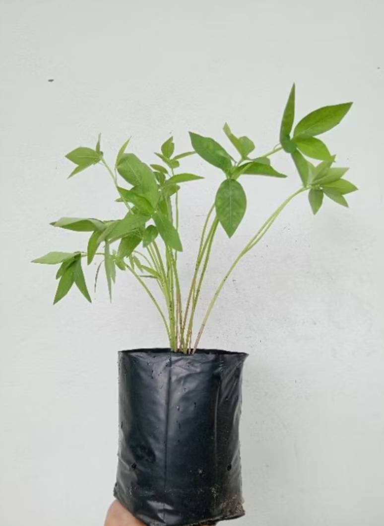 หญ้ายาง (ต้นยางอึ่ง) Milkweed