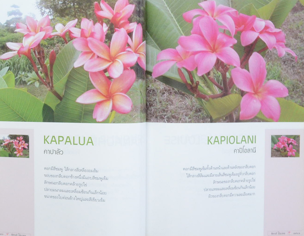 ลีลาวดี ไม้มงคล: ตำนานไม้ดอกที่เคยถูกลืม (ขายตามสภาพ)