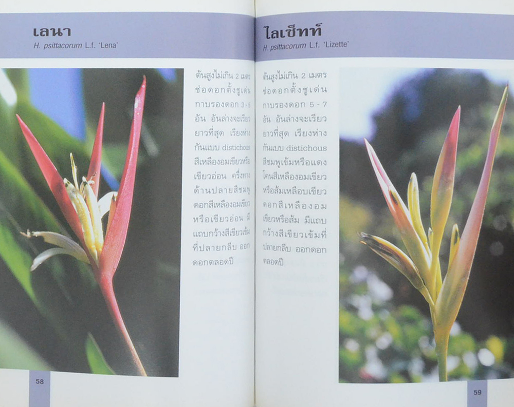 เฮลิโคเนีย (เล่มเล็ก)