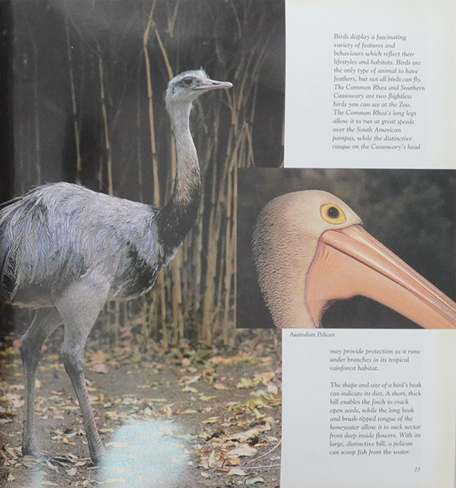 THE ROYAL MELBOURNE ZOOLOGICAL GARDENS