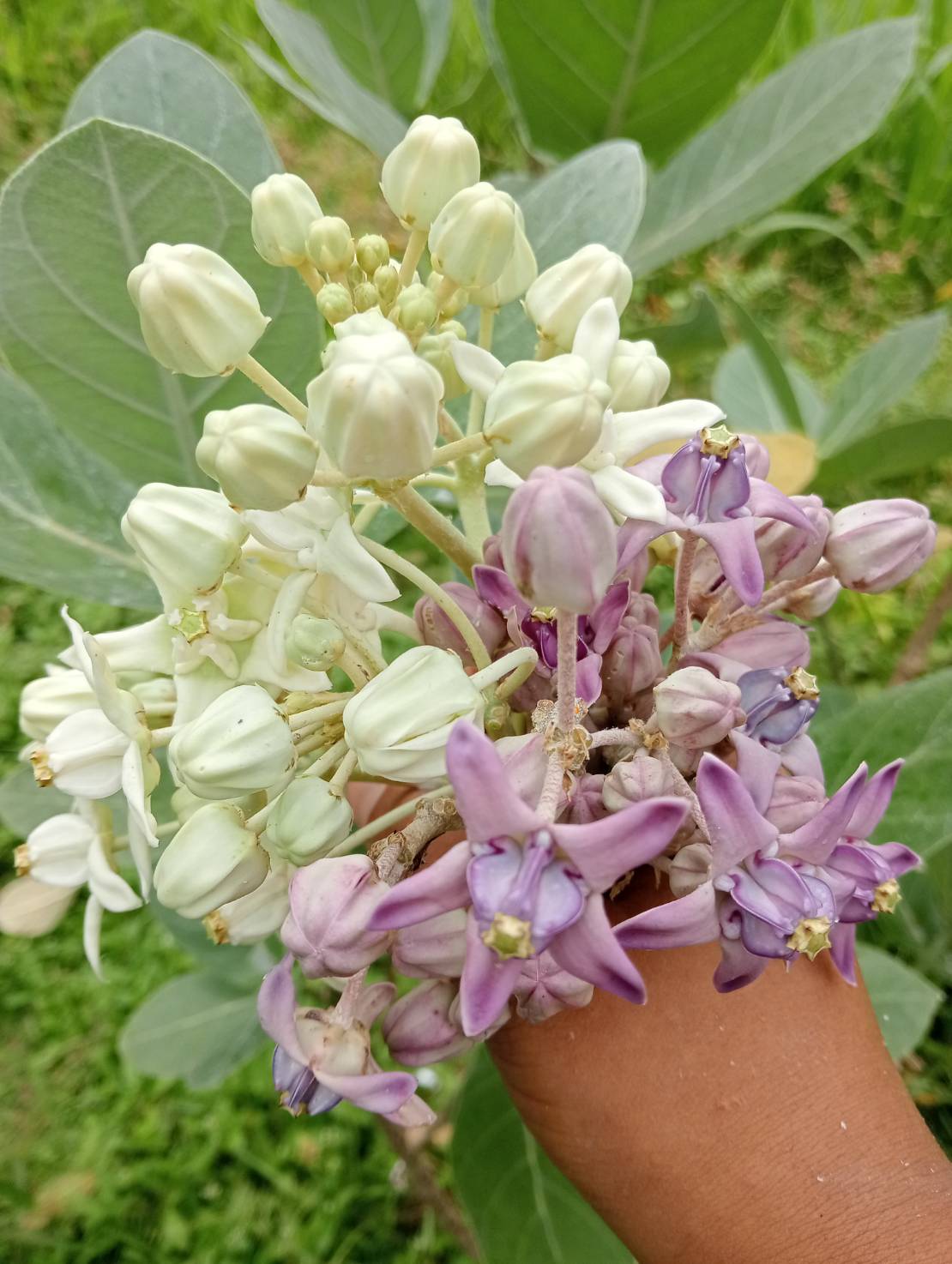 กิ่งพันธุ์ดอกรัก Crown flower สีม่วง,สีขาว