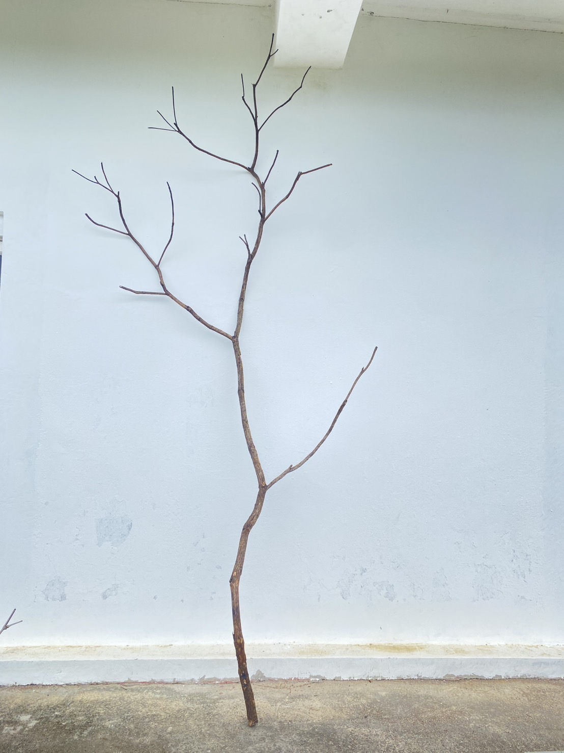 🌿 กิ่งไม้แห้งจริง Tree branch (เบอร์ 24)