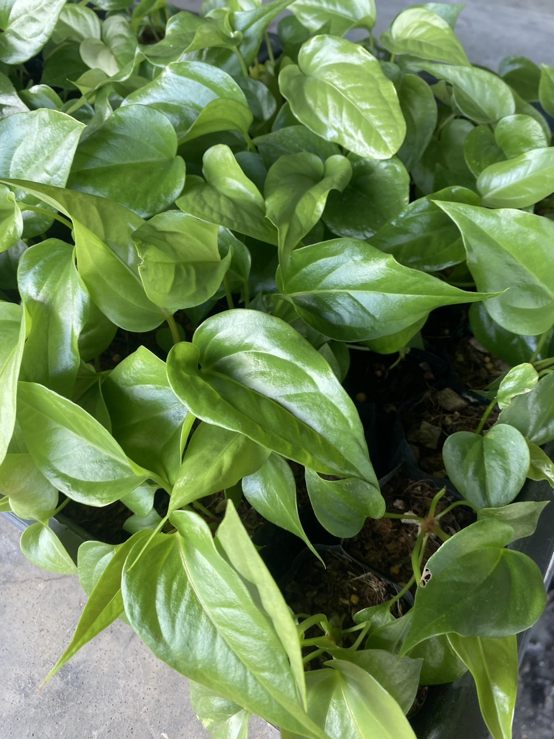 ต้นพลูทอง Golden Pothos