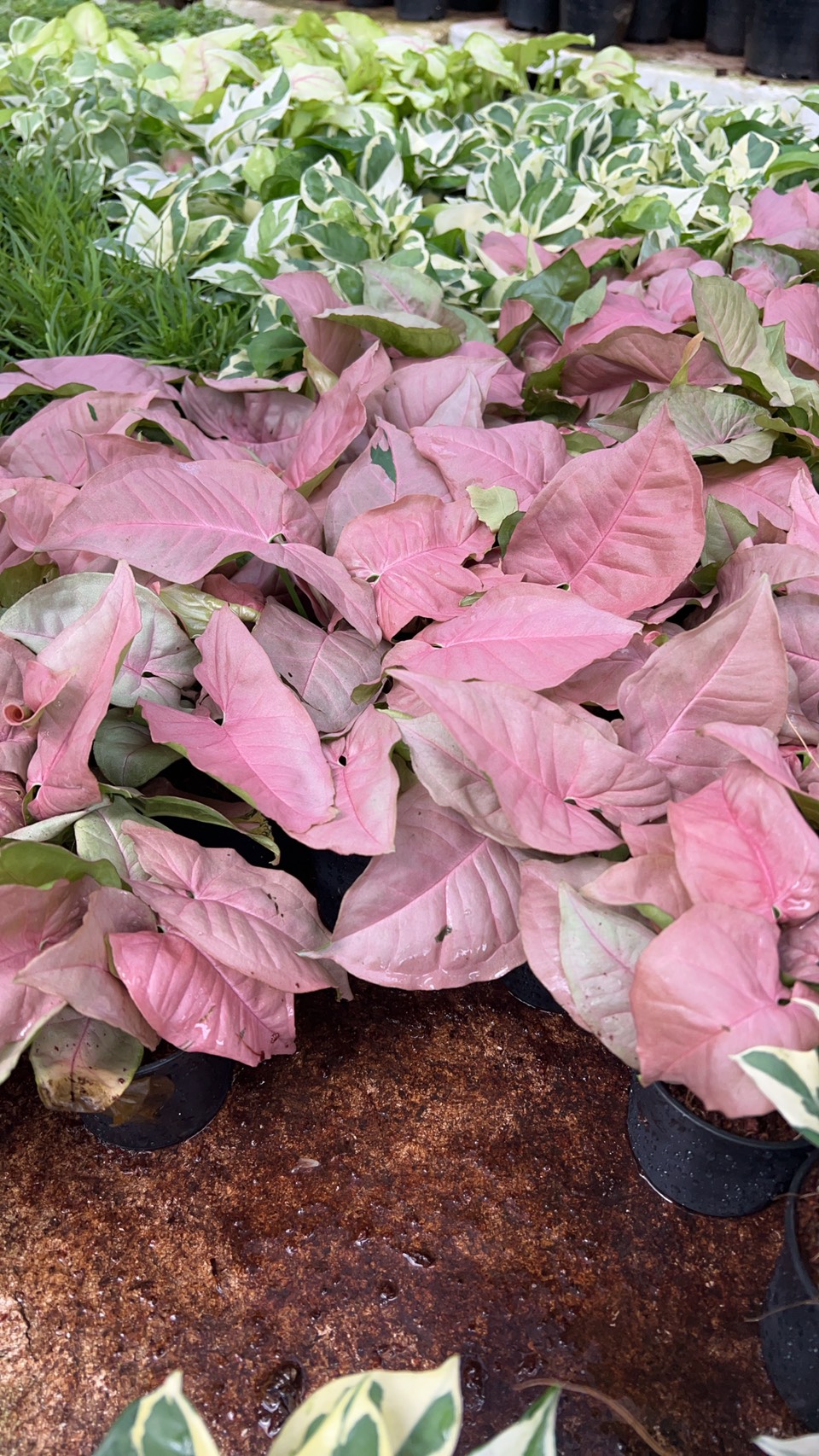 ออมชมพู Pink Syngonium เงินไหลมาสีชมพู