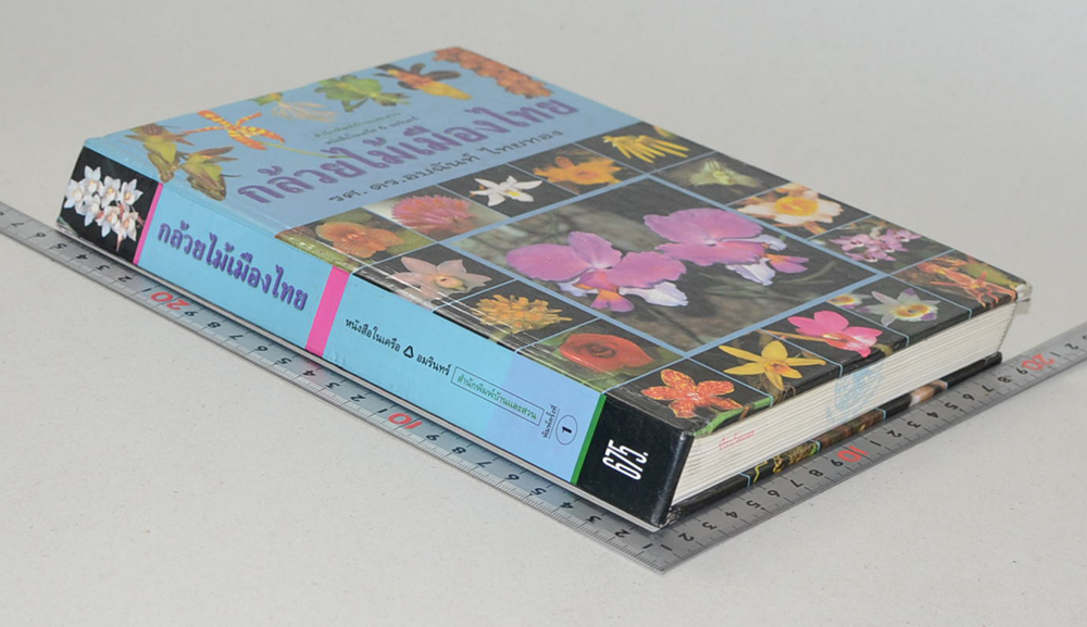 กล้วยไม้เมืองไทย (ขายตามสภาพ)