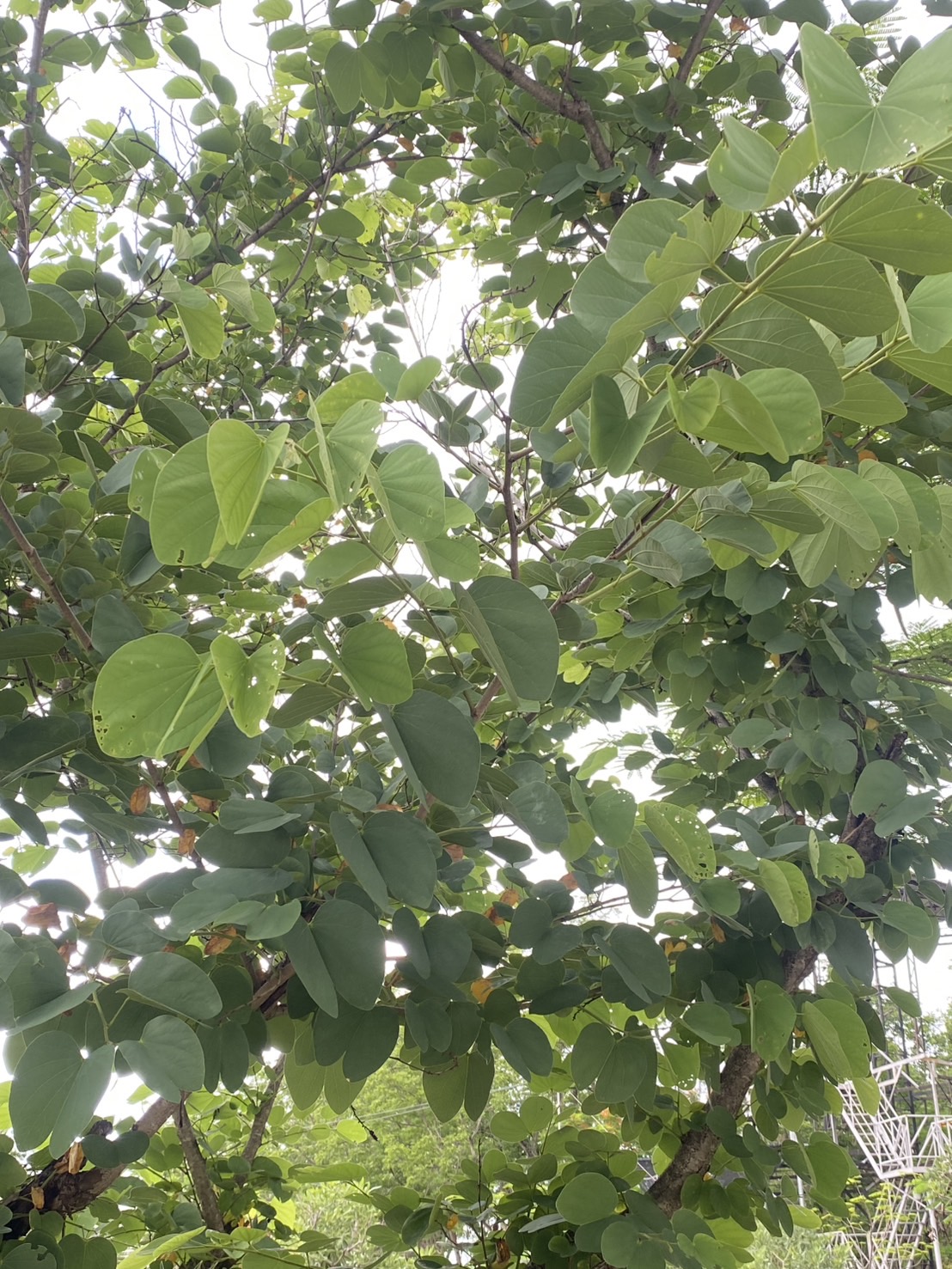 ต้นชงโค Bauhinia purpurea L.