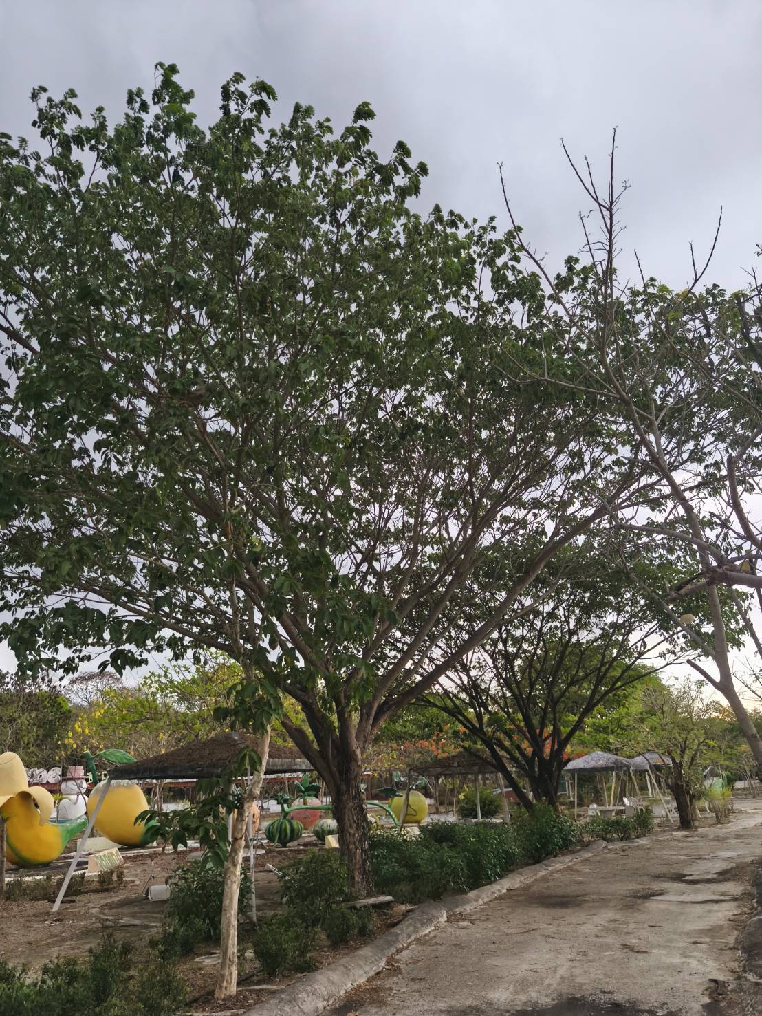 ต้นก้ามปู จามจุรี Samanea saman (Jacq.) Merr.