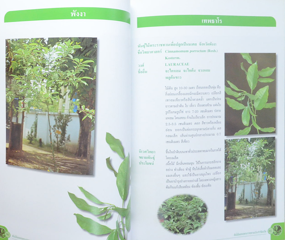 ต้นไม้มงคลพระราชทานประจำจังหวัด (ขายตามสภาพ)