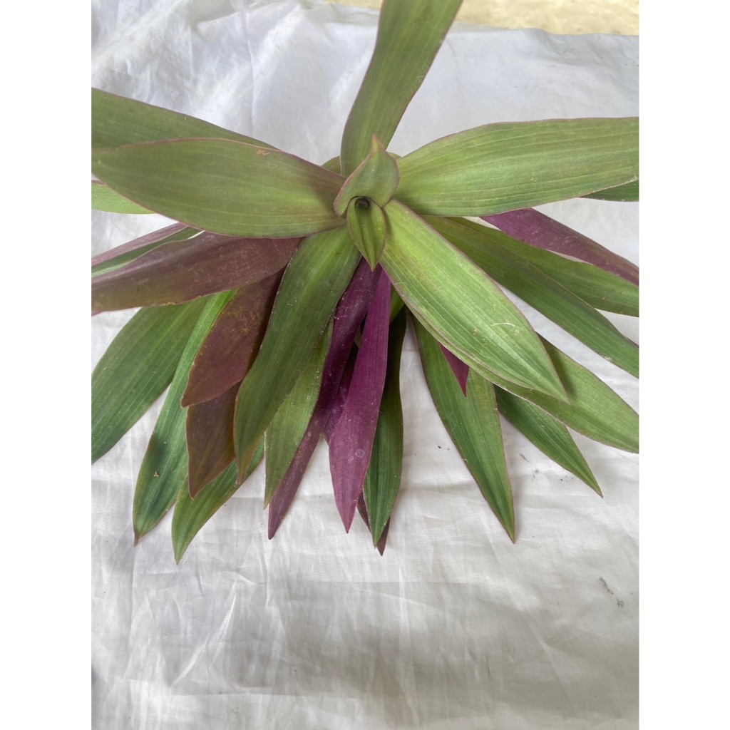 กิ่งว่านกาบหอยแครง Oyster plant