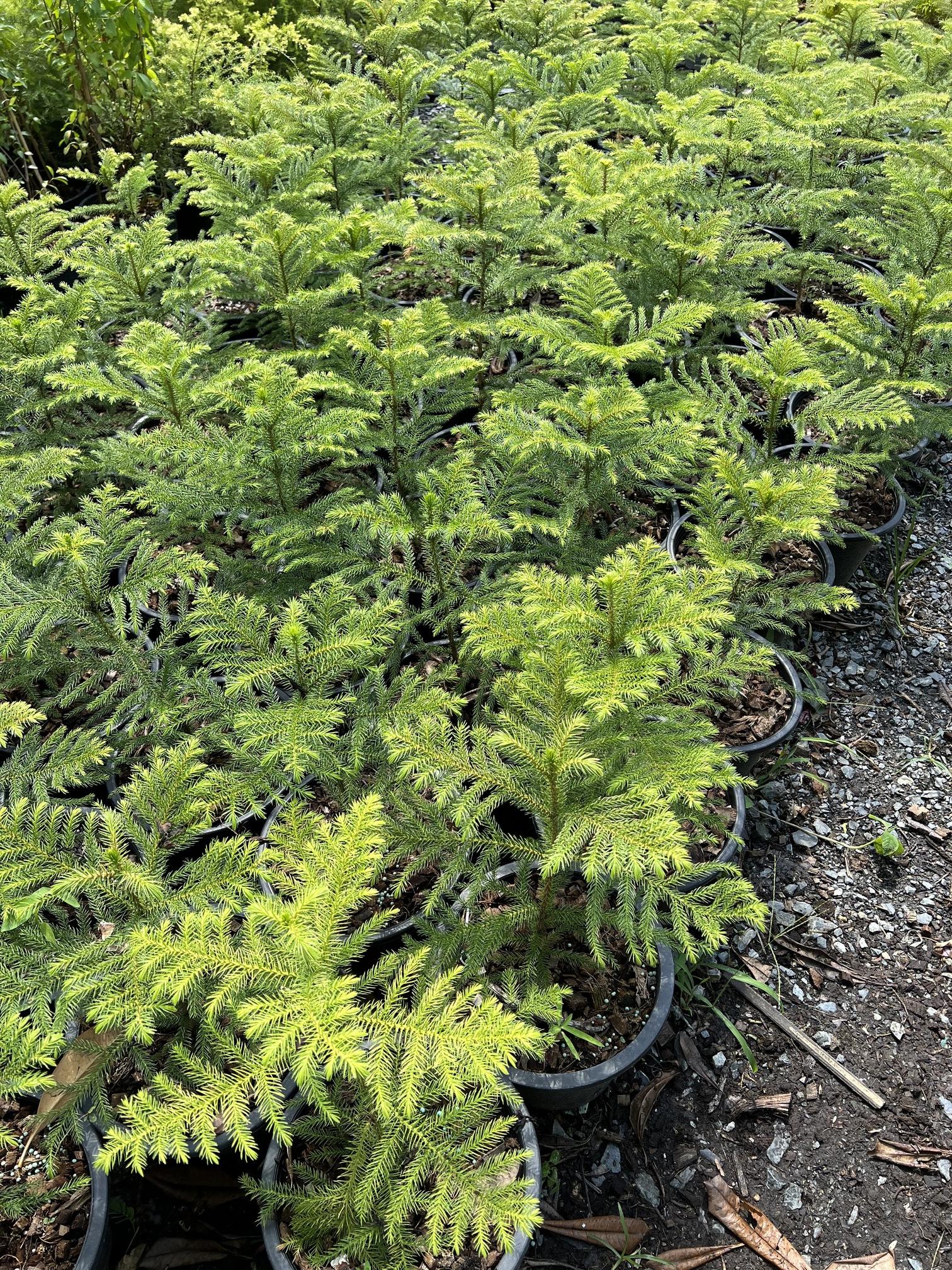 สนฉัตร Norfolk island pine