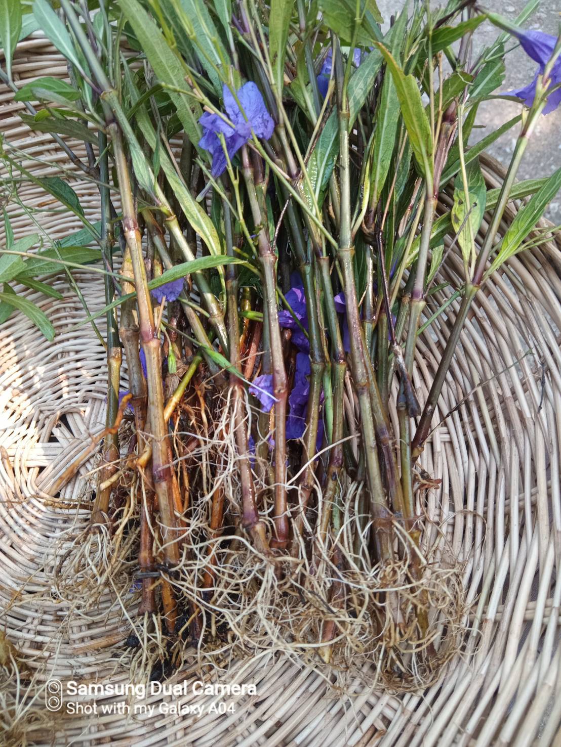 กิ่งต้อยติ่งฝรั่ง ( แบบมีราก ) Ruellia