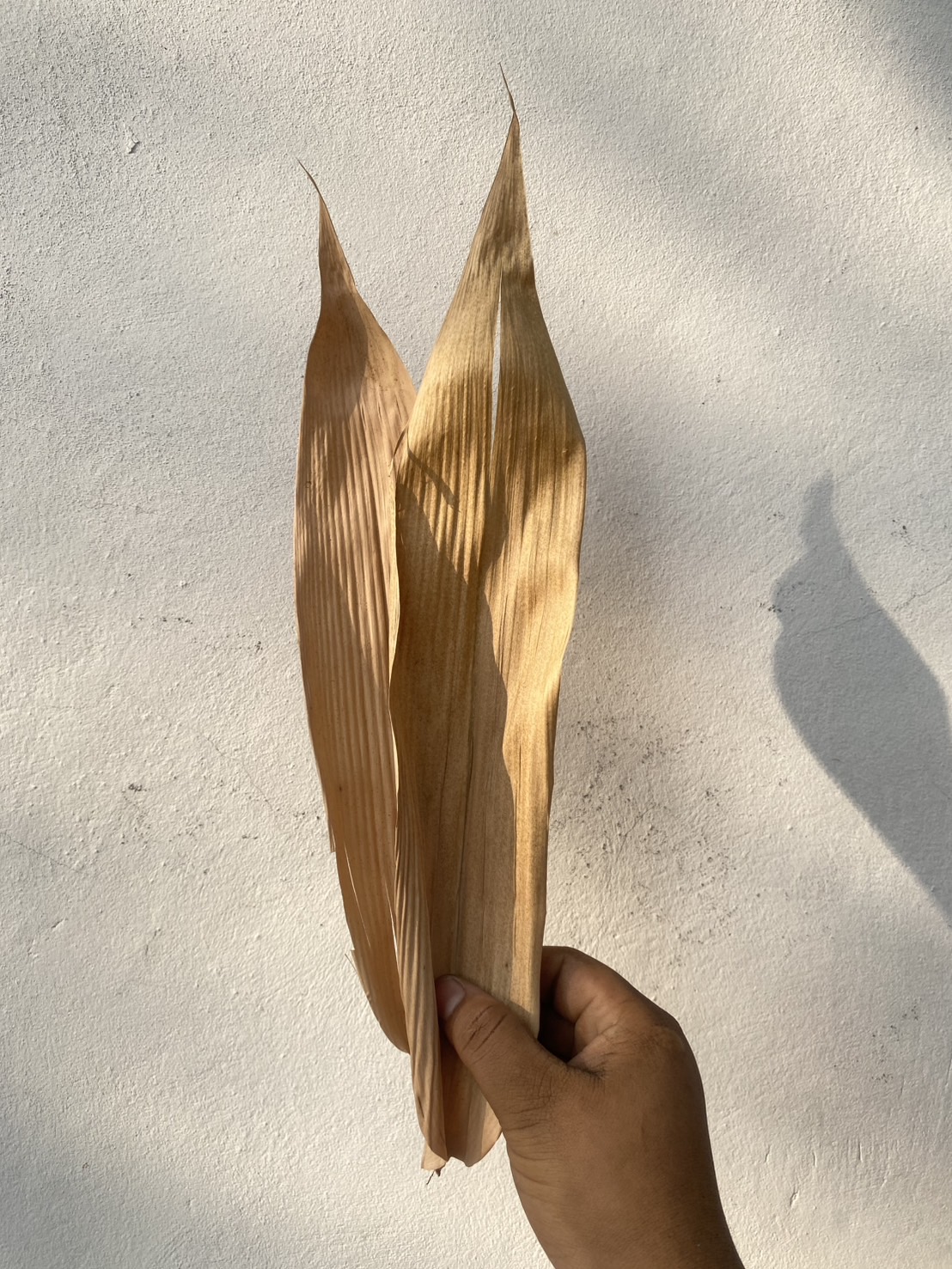 ใบไผ่ตากแห้ง ใบใหญ่ Bamboo