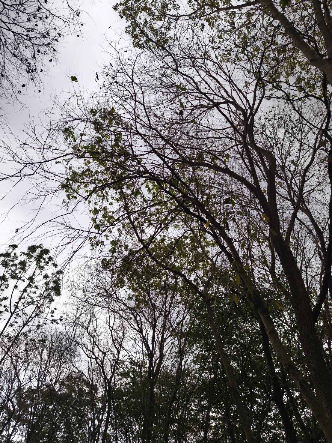 ต้นโมกมัน Wrightia arborea (Dennst.) Mabb