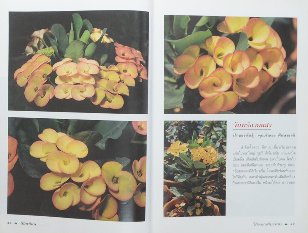 โป๊ยเซียน ไม้ดอกเสี่ยงทาย (เล่ม 3 / ขายตามสภาพ)