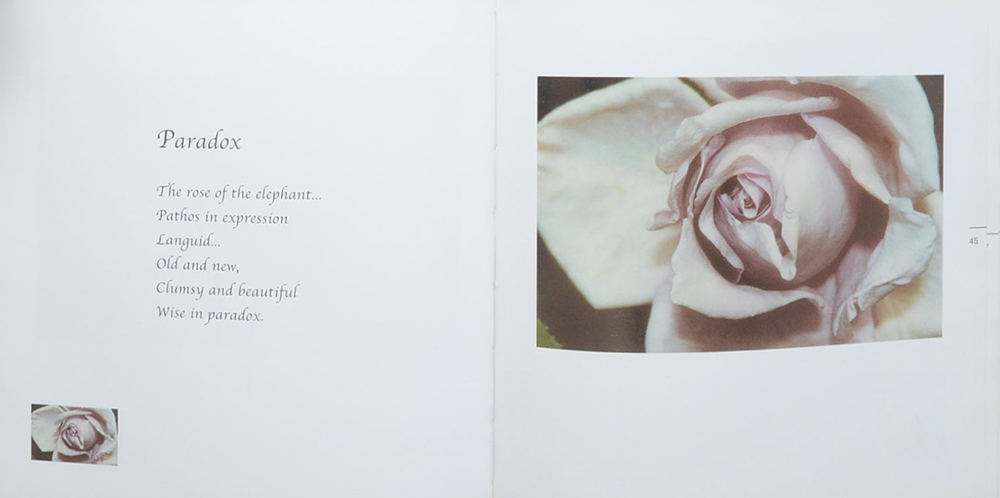 The Rose Oracle A Communion