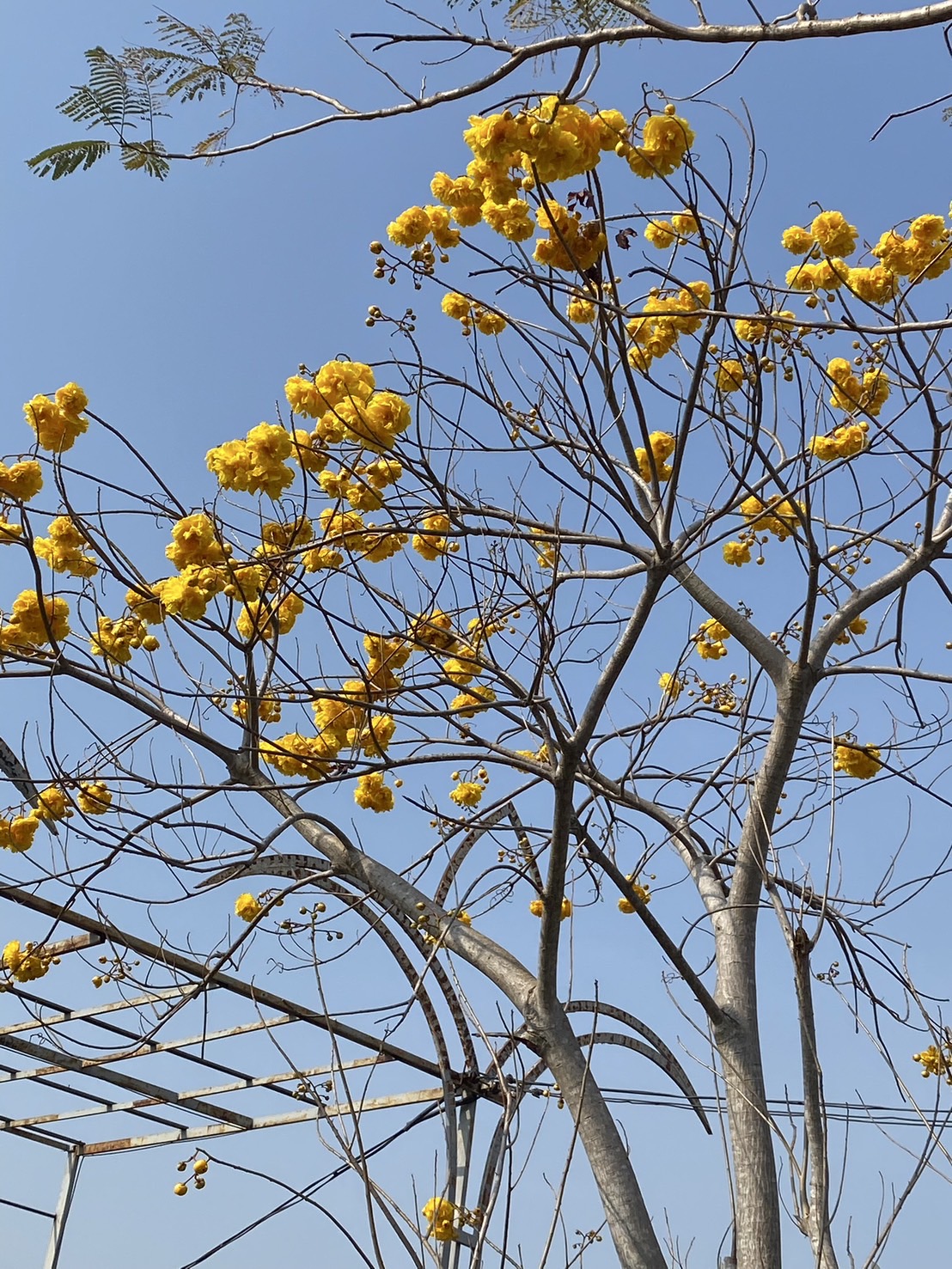 กิ่งพันธุ์สุพรรณิการ์ Yellow Silk cotton flowers
