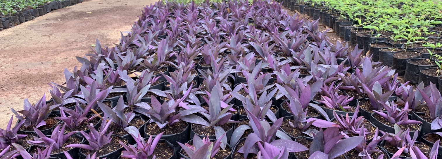หัวใจสีม่วง ดวงใจม่วง Purple Heart plant ไม้ประดับ ฟอกอากาศ