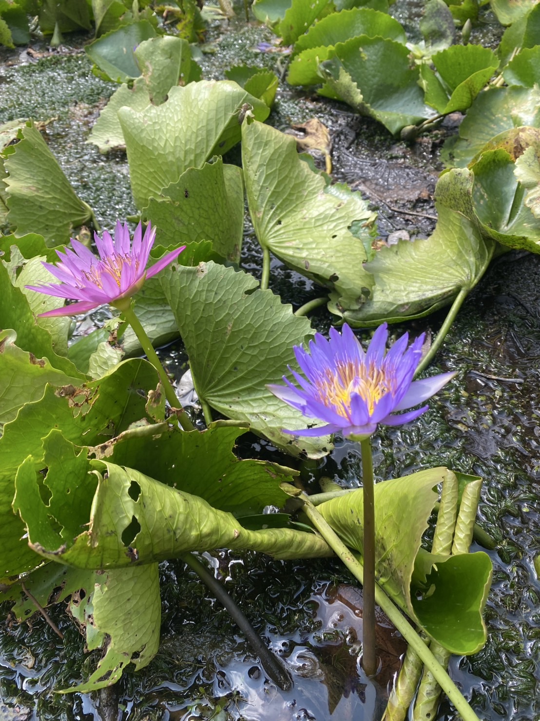 ต้นบัวฉลองขวัญ Chalong Khwan