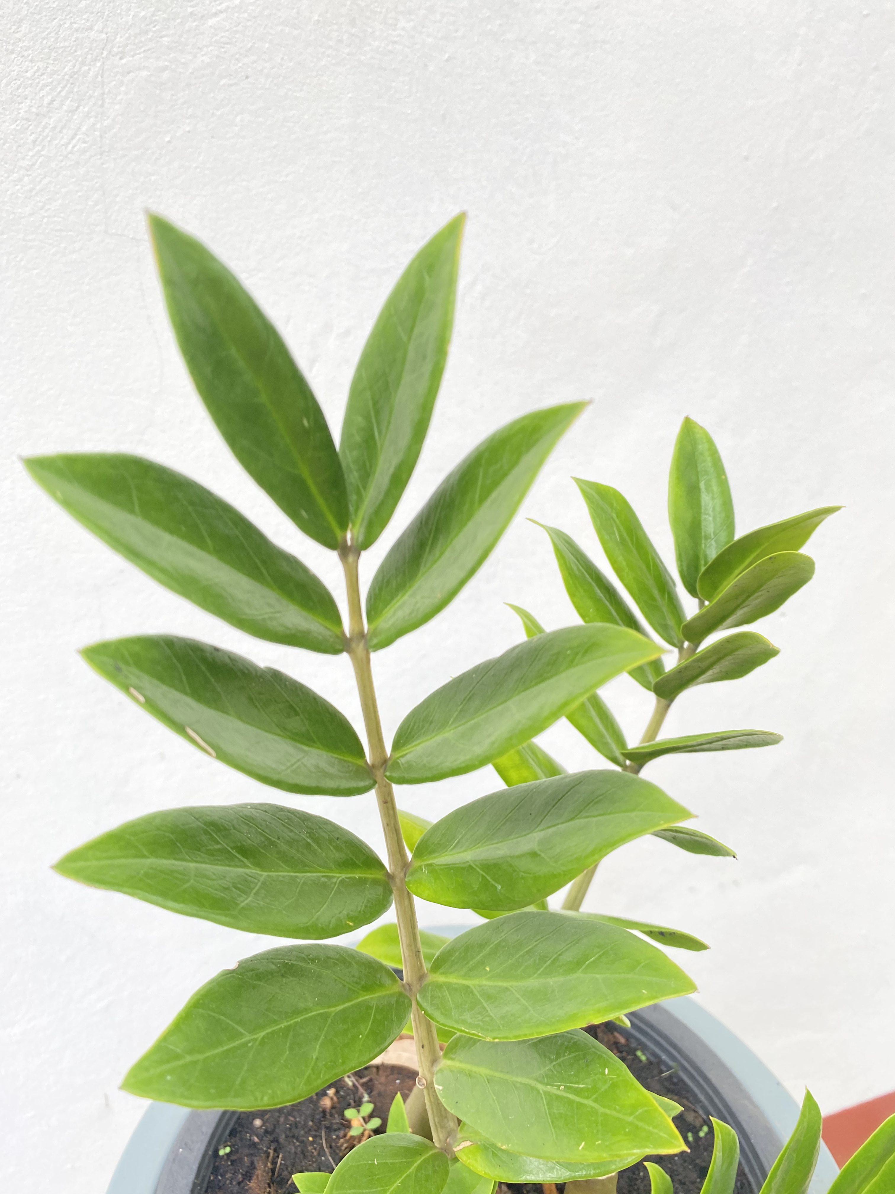 กวักมรกต zanzibar gem