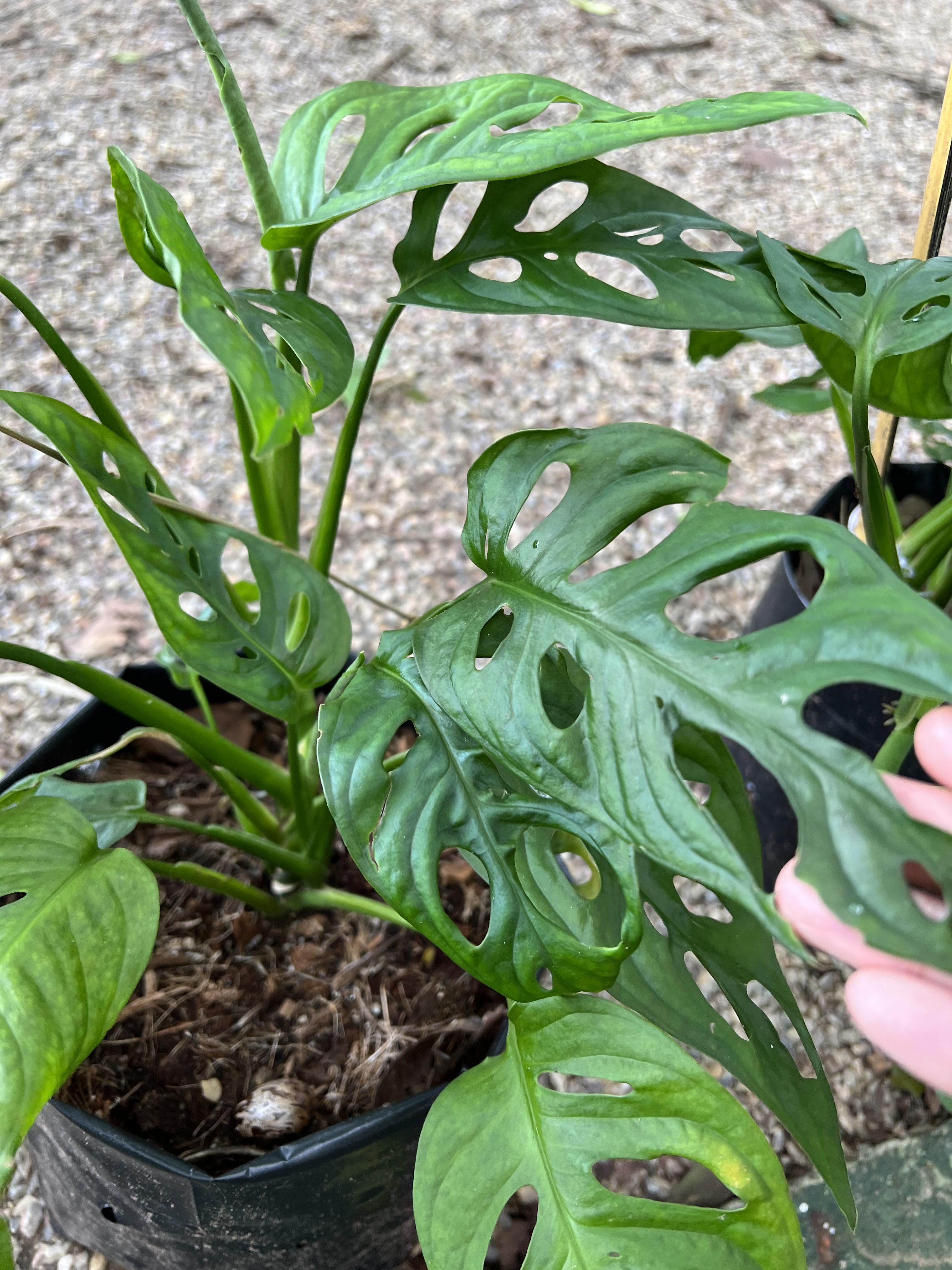 พลูฉลุ Monstera obliqua