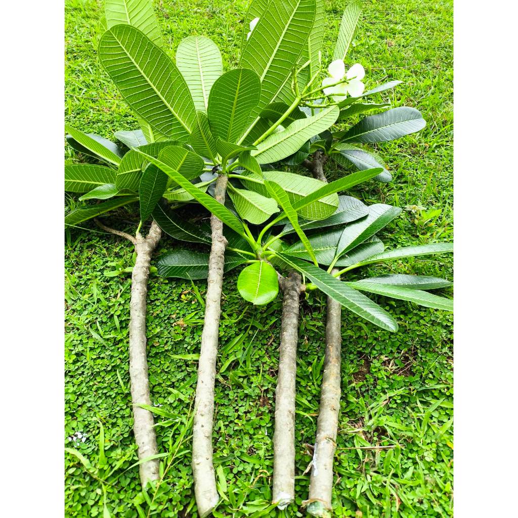 กิ่ง ลีลาวดี Plumeria