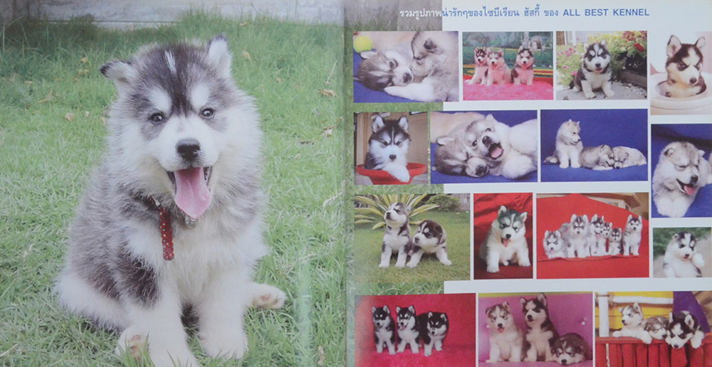 Siberian Husky All Best Kennel