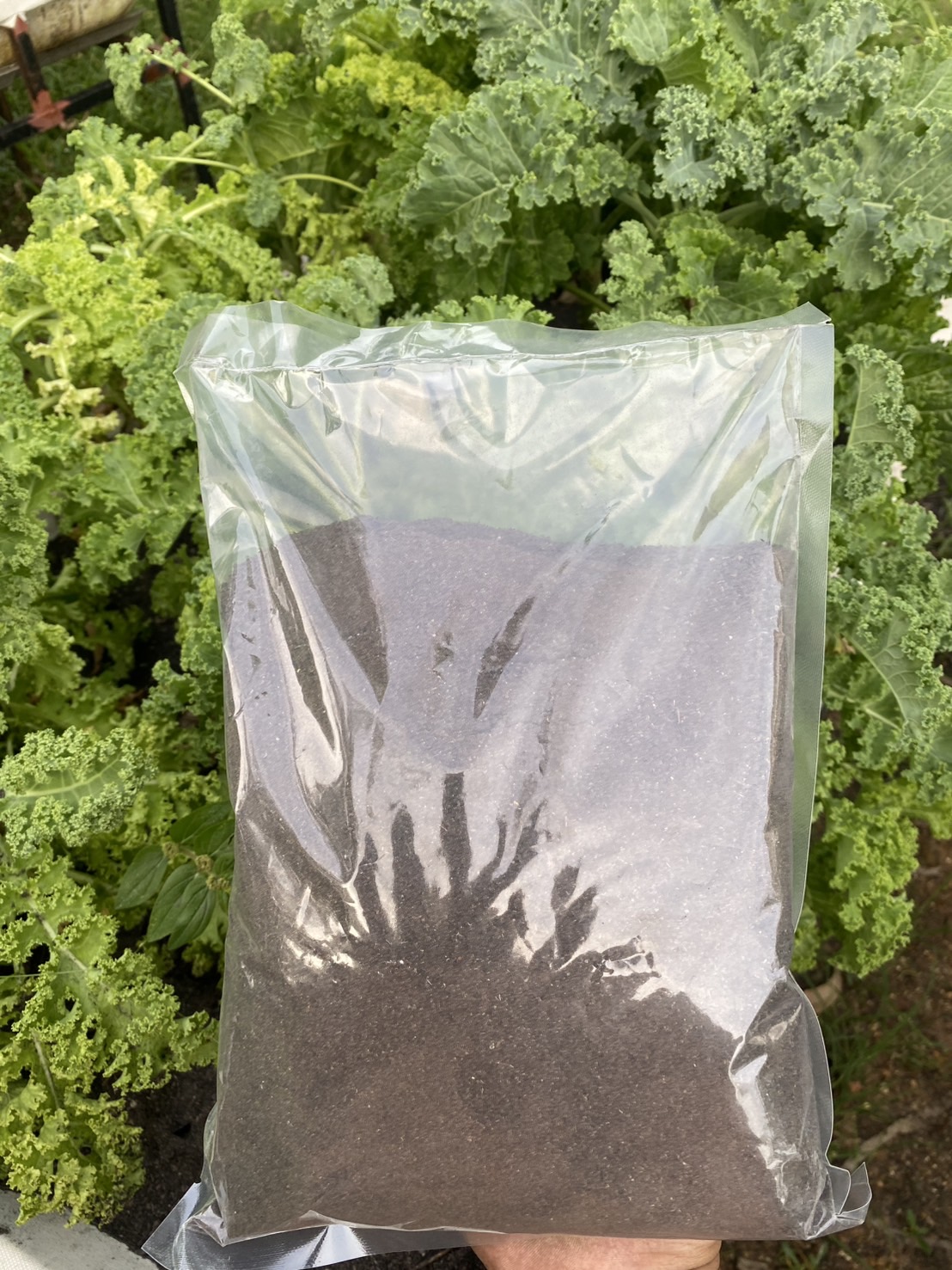 ดินปลูกเคล Kale potting soil