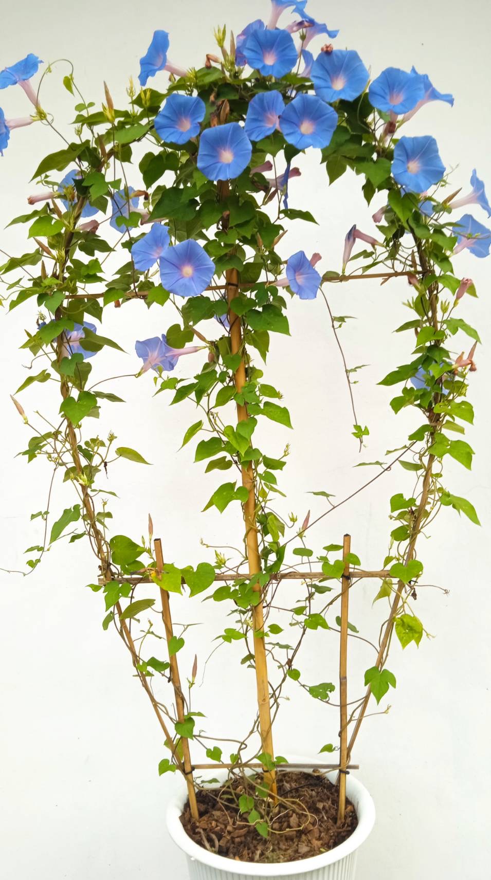 มอร์นิ่งกลอรี่ Morning Glory