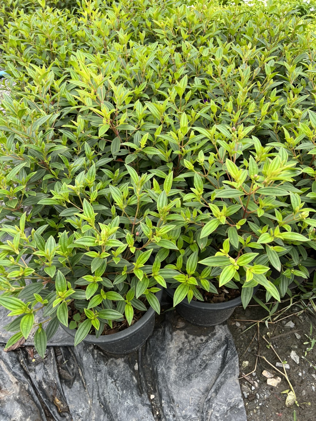 ม่วงมงคล Glory Bush