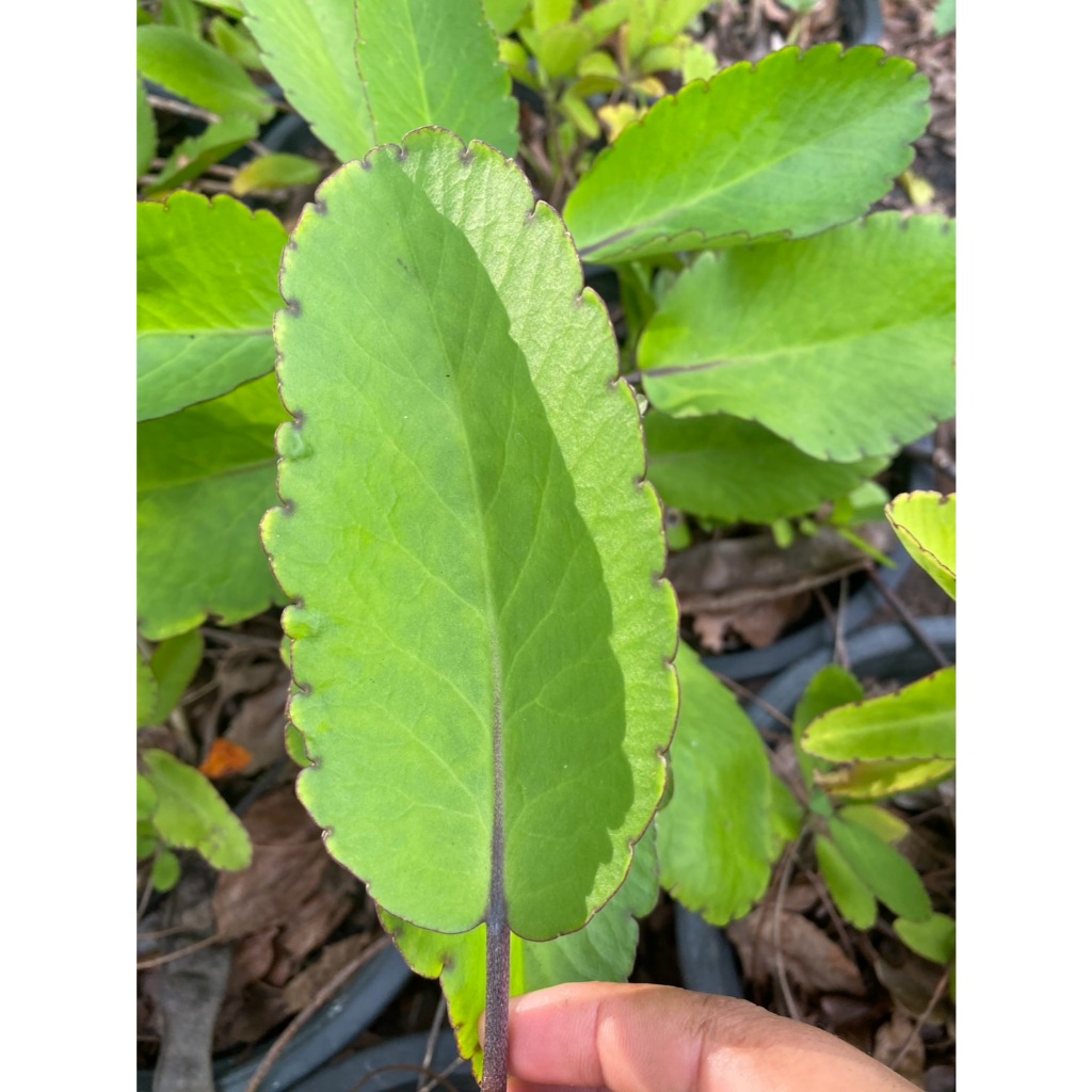 ใบเศรษฐีพันล้าน หรือ ใบควํ่าตายง่ายเป็น Mother of Thousands