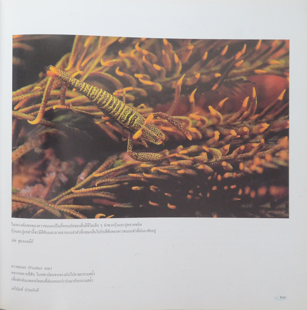 อันดามันและอ่าวไทย (ขายตามสภาพ)