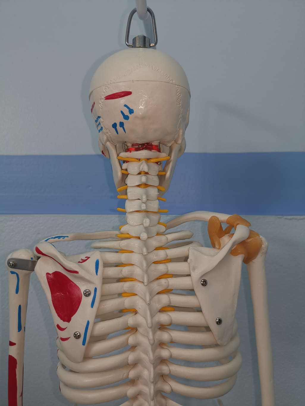 โมเดลโครงกระดูกมนุษย์ ขนาด 85 ซ.ม. แบบแสดงเอ็นยึดข้อและจุดเกาะกล้ามเนื้อ