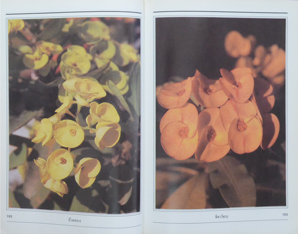 โป๊ยเซียน (ขายตามสภาพ)