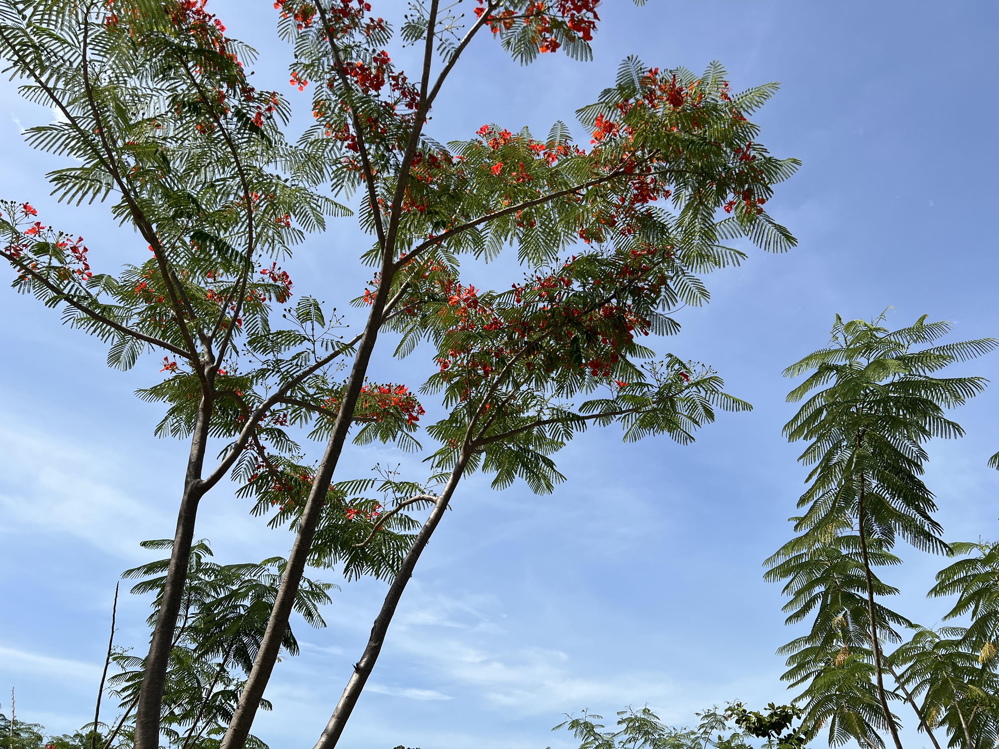ต้นหางนกยูง peacock tree ไม้ยืนต้น