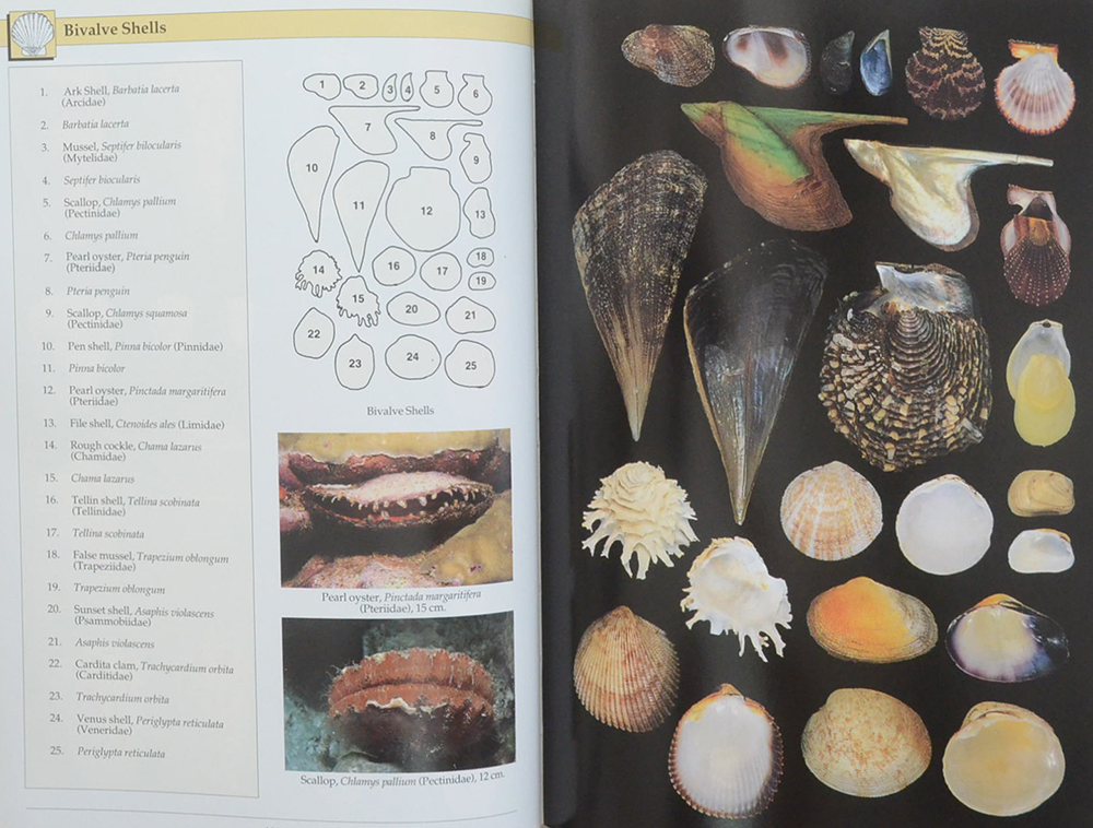 INDO-PACIFIC CORAL REEF FIELD GUIDE