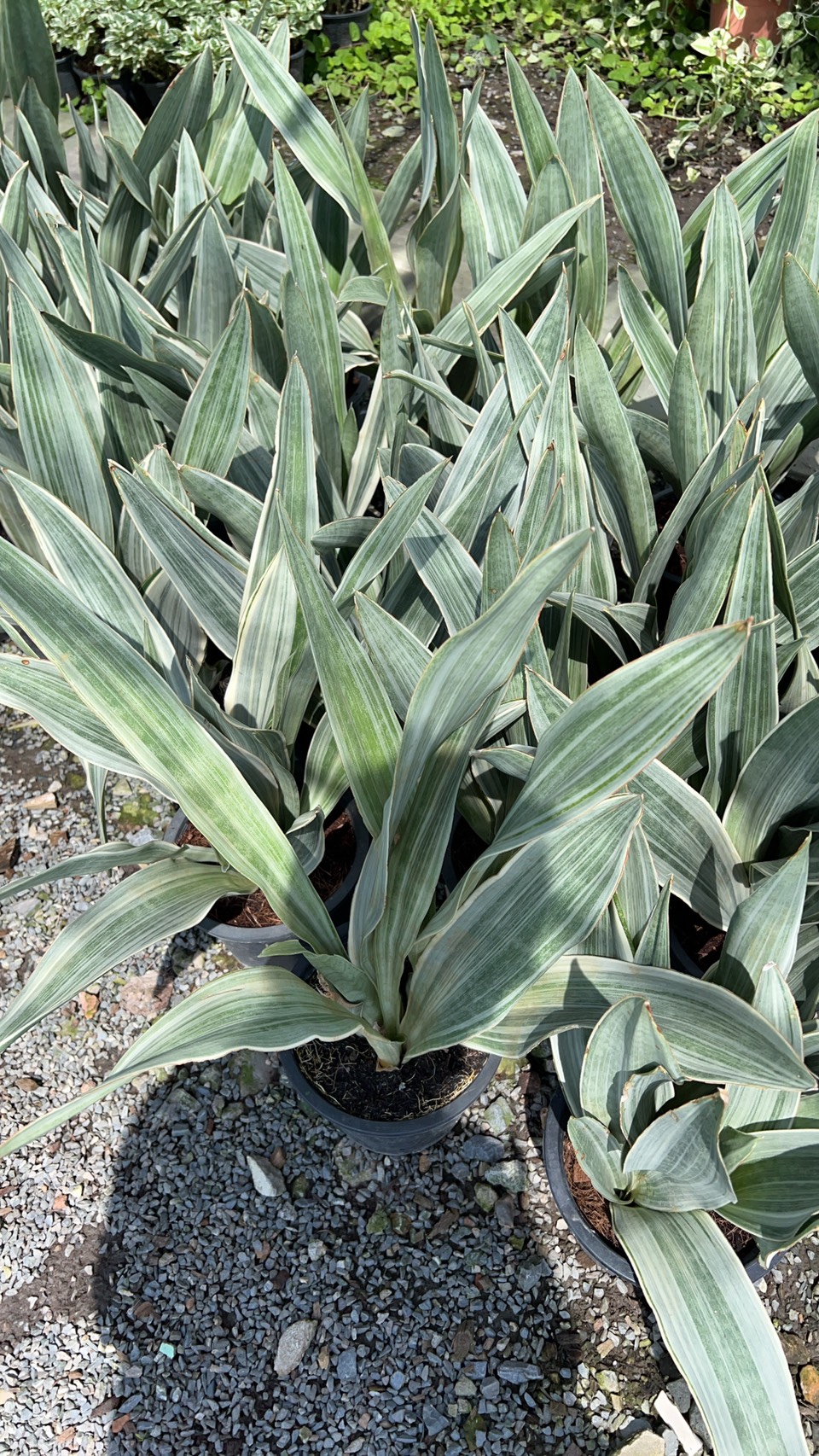ลิ้นมังกรเงิน ไม้ฟอกอากาศ silver snake plant