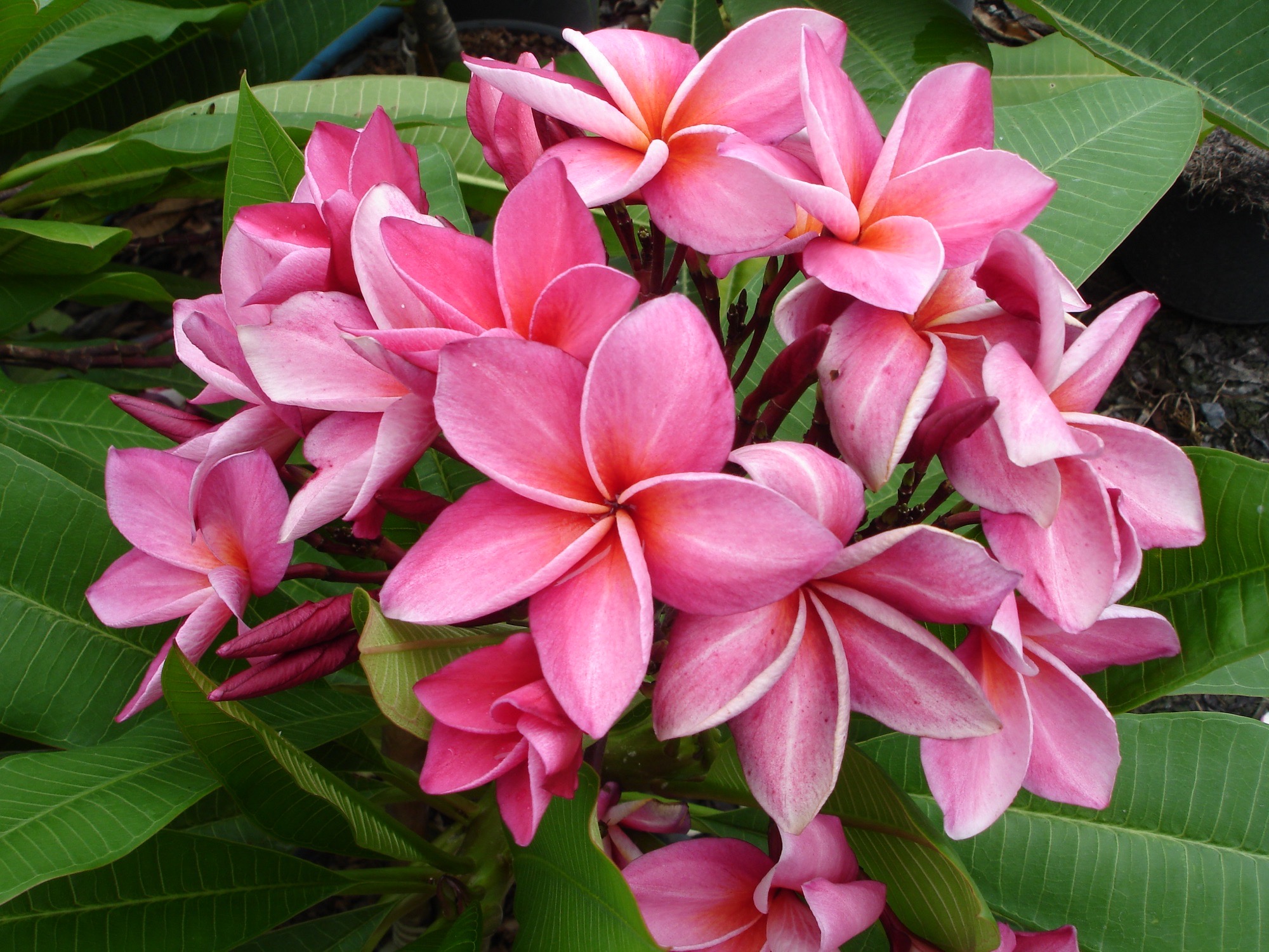 ต้นลีลาวดี แกรนนี่ ต้นลั่นทม Plumeria ไม้ดอกยืนต้น