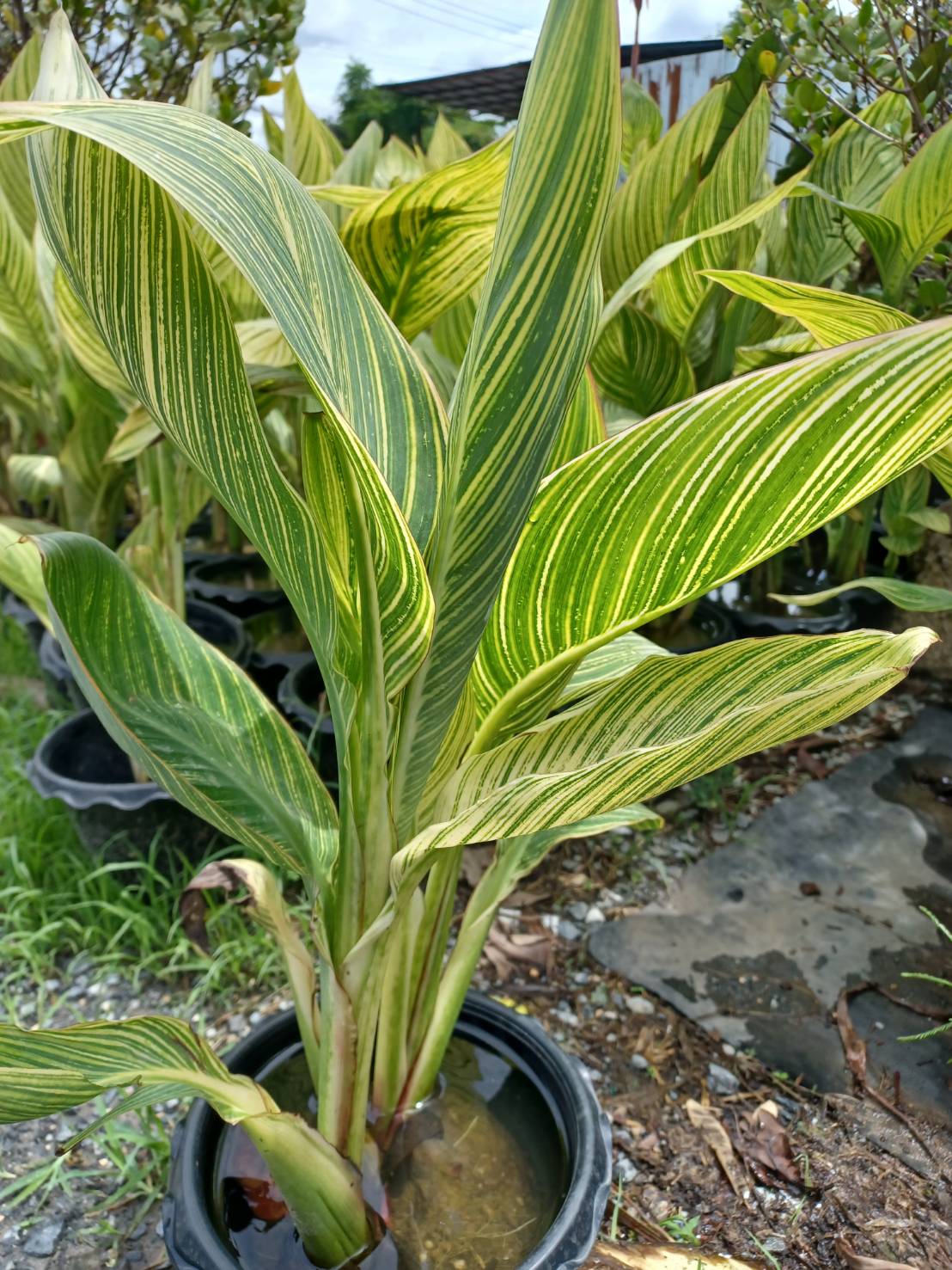 พุทธรักษาใบลาย พุทธรักษาใบด่าง Canna Lily ไม้มงคล ไม้น้ำ