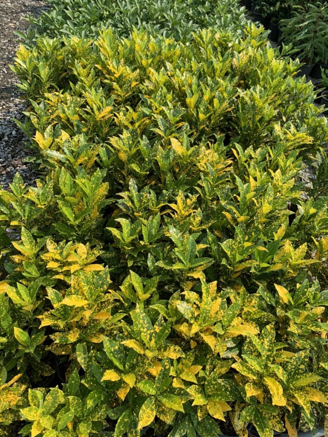 โกสนใบส้ม croton