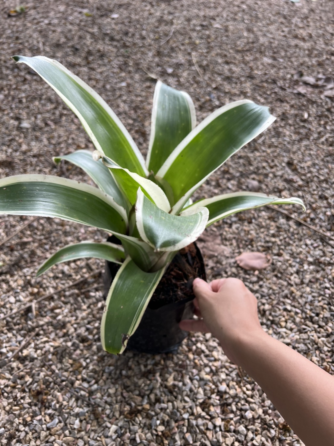 สับปะรดสี Bromeliad Neo ink well albo