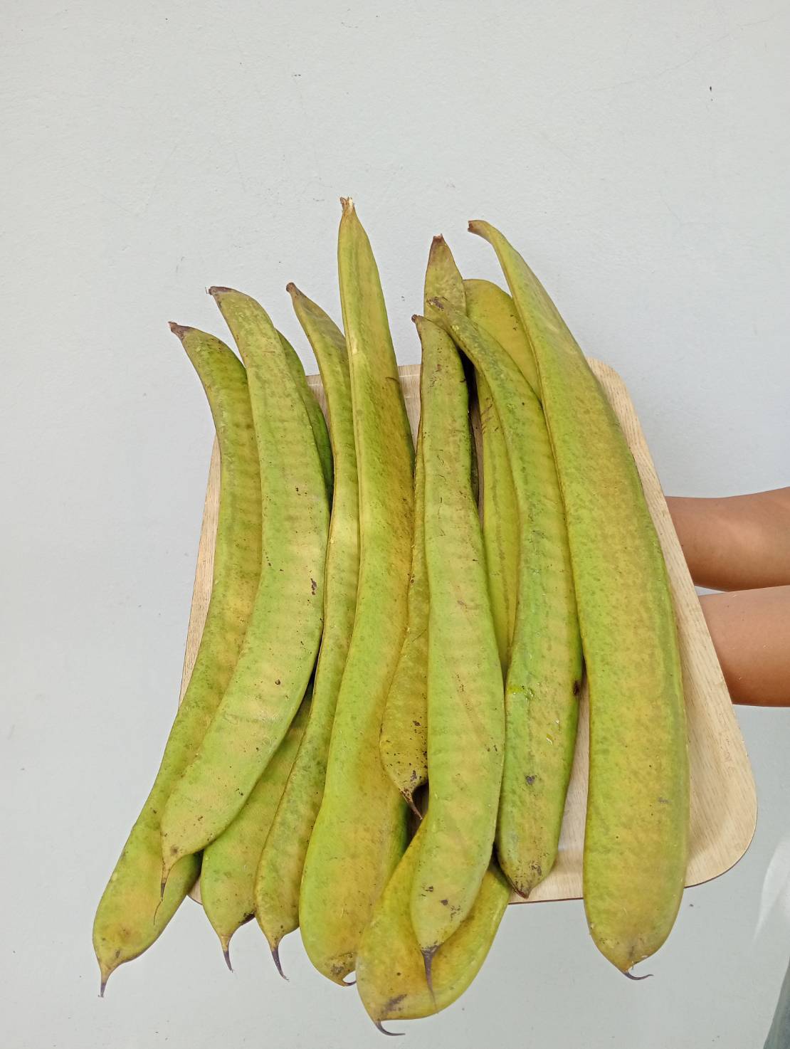 ฝักหางนกยูงฝรั่ง Delonix regia (Bojer Ex Hook.) Rafin.