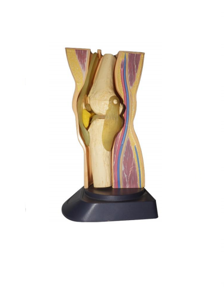 โมเดลกายวิภาคข้อเข่า