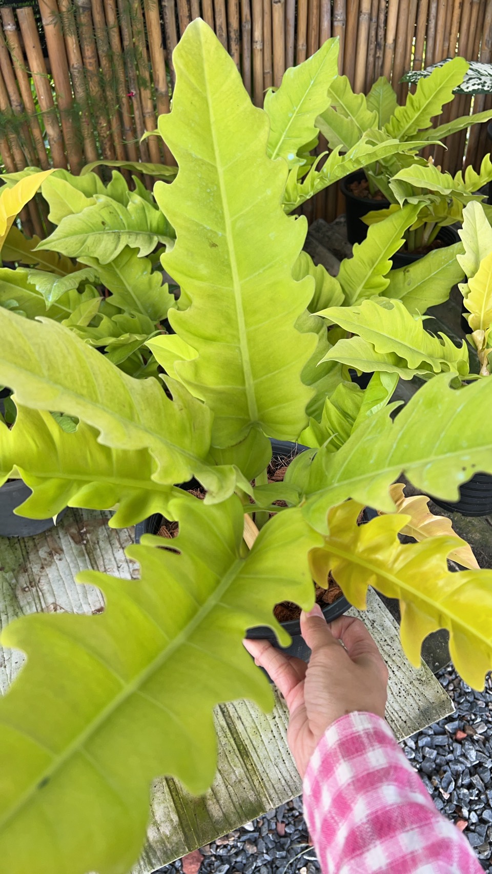 ฟิโลเดนดรอน ใบเลื่อยทอง Philodendron golden saw