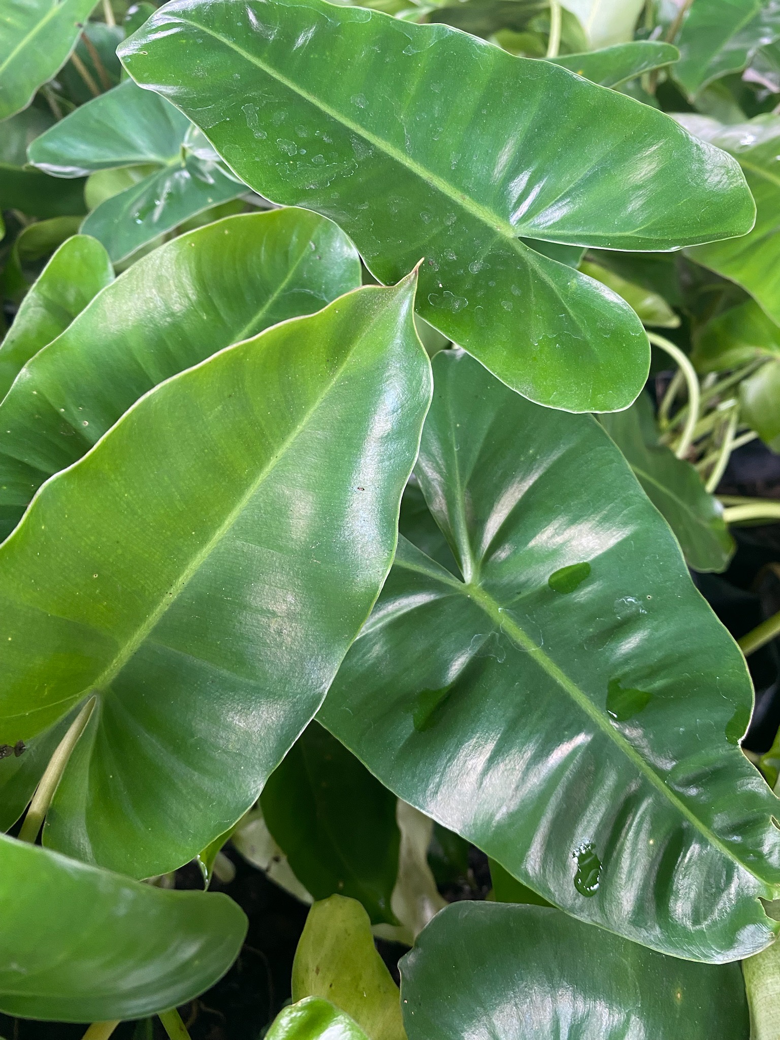 ฟิโลเดนดรอน มรกตเขียว Philodendron burle-marxii