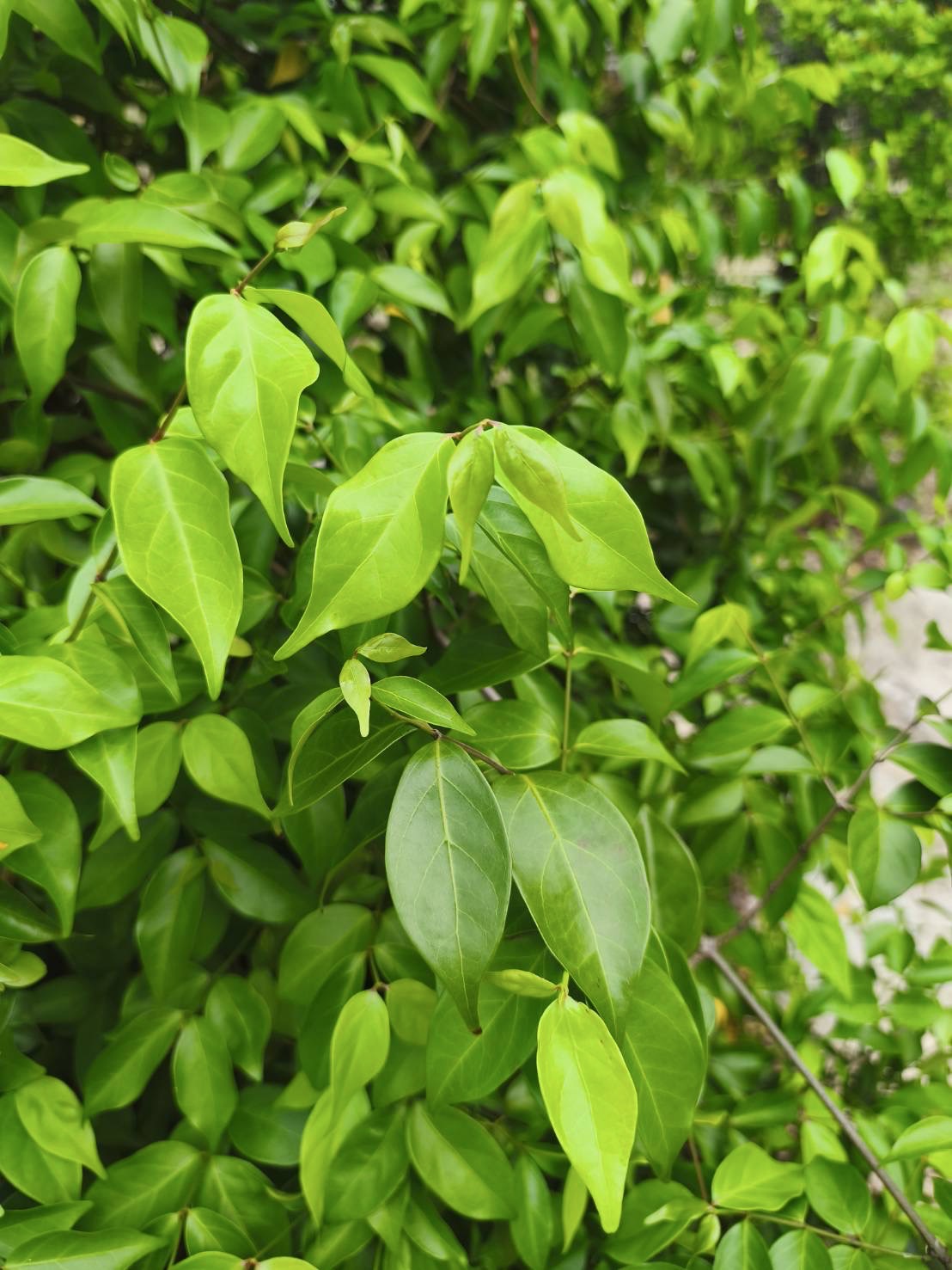 กิ่งตัดสดกระเทียมเถา Garlic Vine