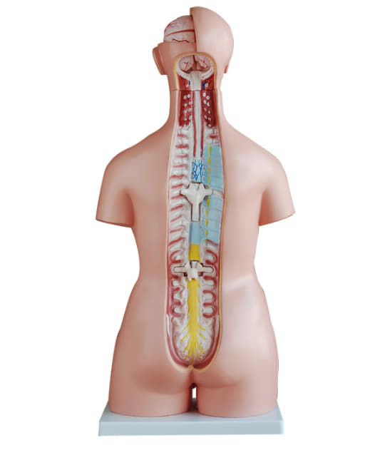 หุ่นจำลองแสดงอวัยวะภายในมนุษย์ สูง 85 ซม. ถอดประกอบได้ 39 ชิ้น