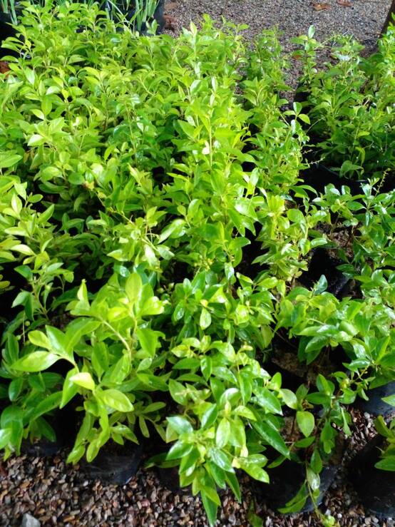 เทียนทอง Sky flower