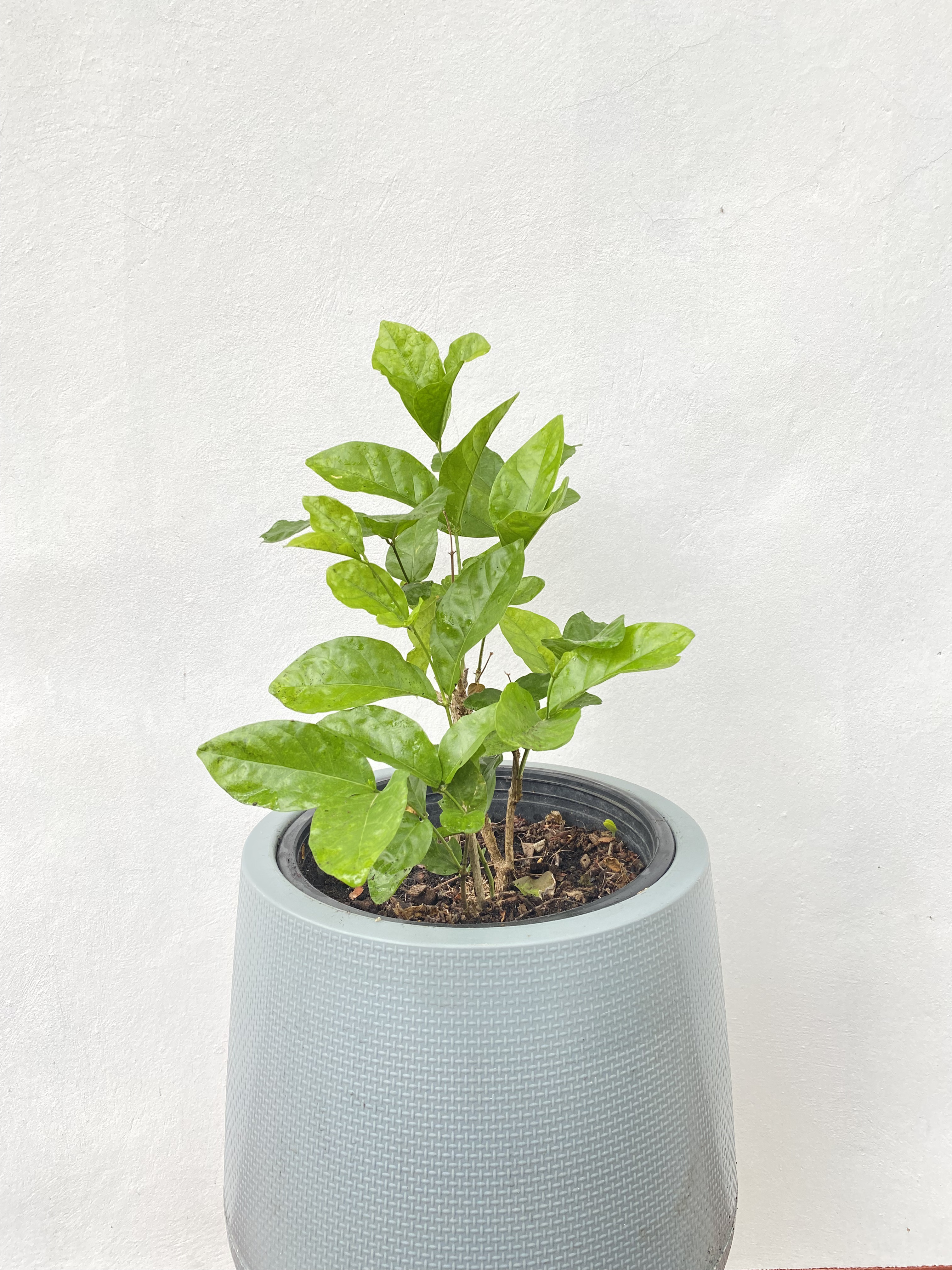 มะลิ Jasmine